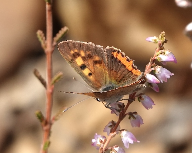 small copper